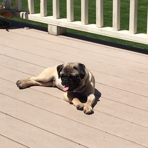 Meet your Posher, Morgan